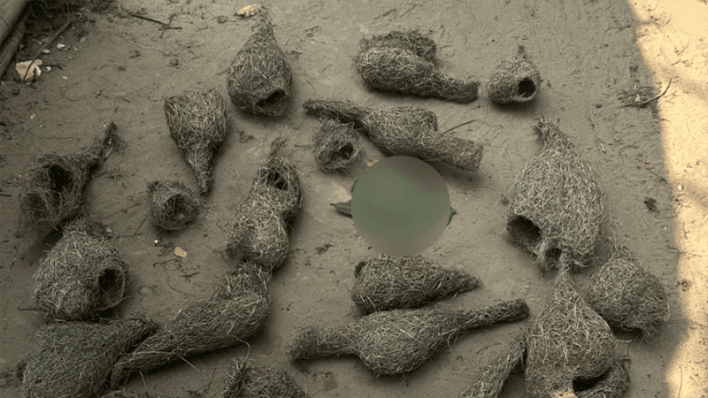 চট্টগ্রামে জমির ধান খাওয়ায় মেরে ফেলা হলো বাবুই পাখির ৩০ ছানা