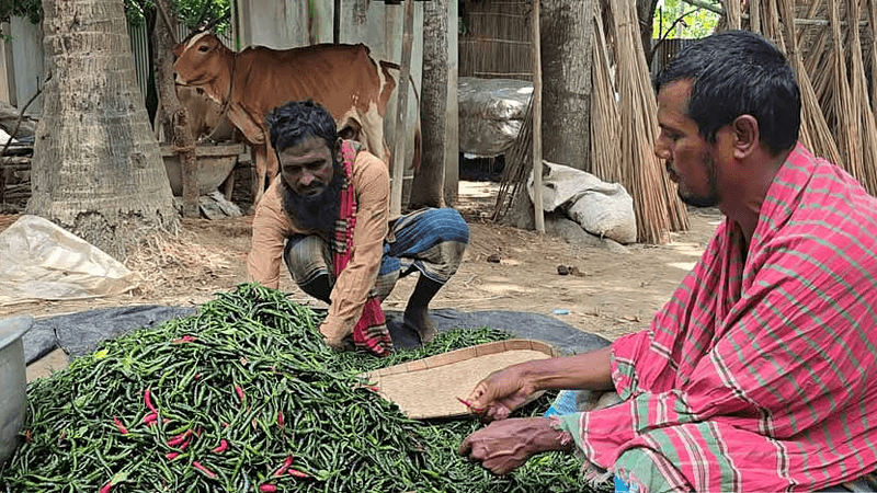 টানা বৃষ্টিতে ফরিদপুরে মরিচ চাষে বিপর্যয়, কেজি ৩০০ টাকা ছাড়াল