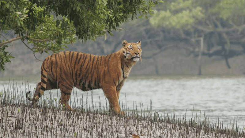 ১০ বছরে সুন্দরবনে বাঘের সংখ্যা বেড়েছে ১৯টি