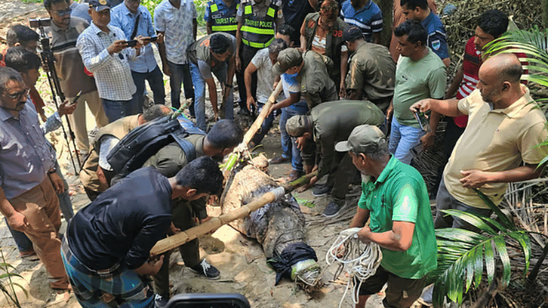 অবশেষে সরিয়ে নেওয়া হলো খান জাহান আলী মাজারের দীঘির কুমির