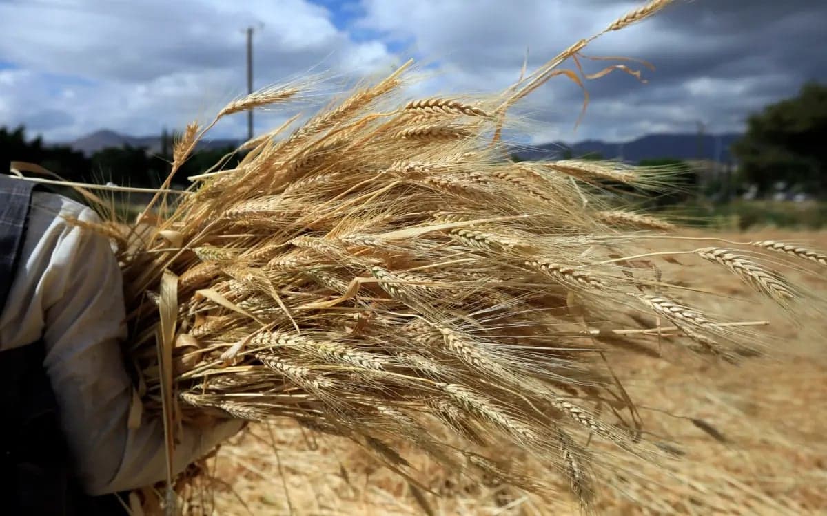 ‘চুরি করা গম’ ইস্যুতে বাংলাদেশের ওপর ইইউ নিষেধাজ্ঞা চায় ইউক্রেন