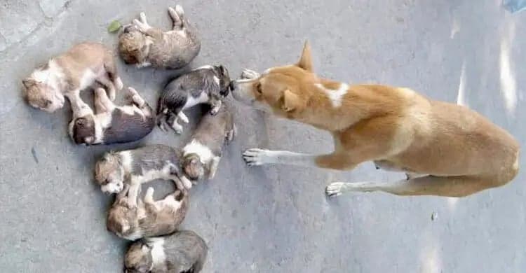 পুকুরে ডুবিয়ে ৮ কুকুর ছানা হত্যা