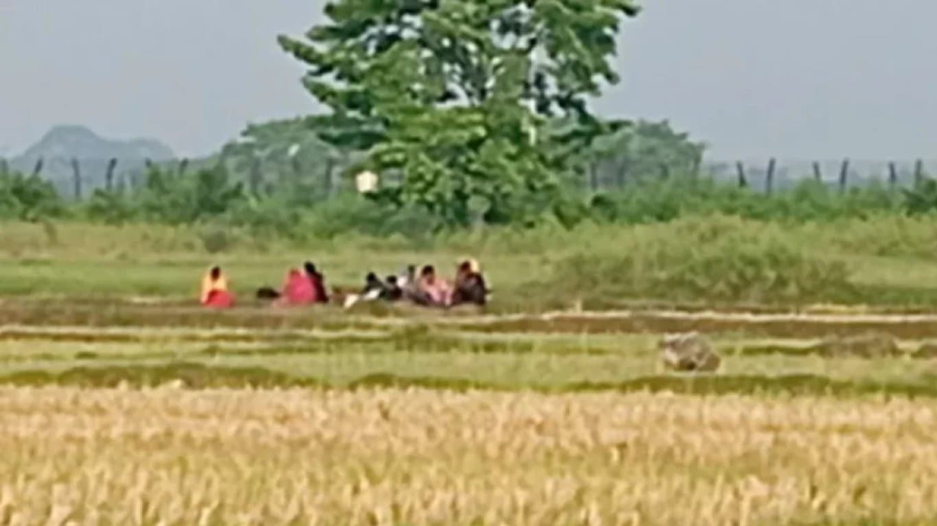 বেনাপোল সীমান্তে পুশইনের জন্য জড়ো করা ব্যক্তিদের সরিয়ে নিল বিএসএফ