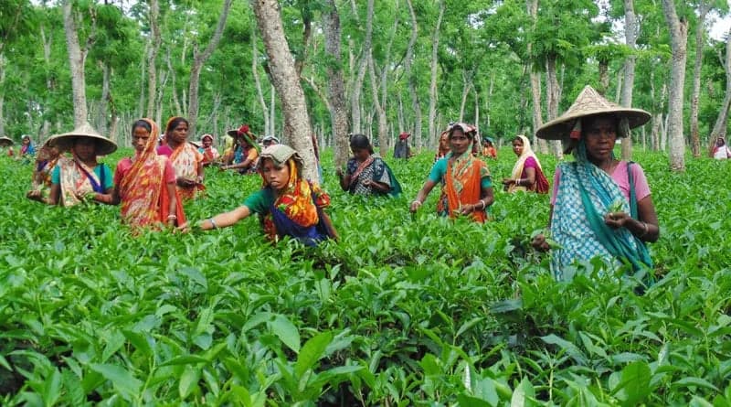 বৃহস্পতিবার কাজে ফিরছেন সিলেটের চা-শ্রমিকরা