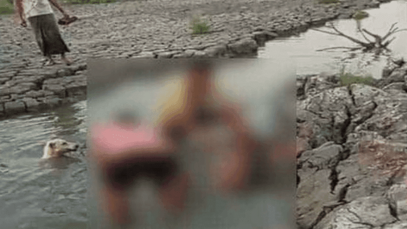 মিরসরাইয়ে হরিণ জবাই: তিন জন শনাক্ত, গ্রেপ্তারে অভিযান চলছে