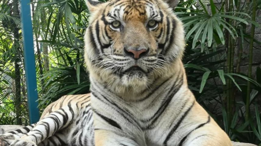 থাইল্যান্ডের চিয়াং মাইয়ের পর্যটন পার্কে দুই সপ্তাহে ৭২টি বাঘের মৃত্যু
