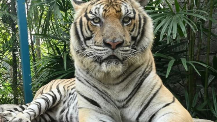 থাইল্যান্ডের চিয়াং মাইয়ের পর্যটন পার্কে দুই সপ্তাহে ৭২টি বাঘের মৃত্যু