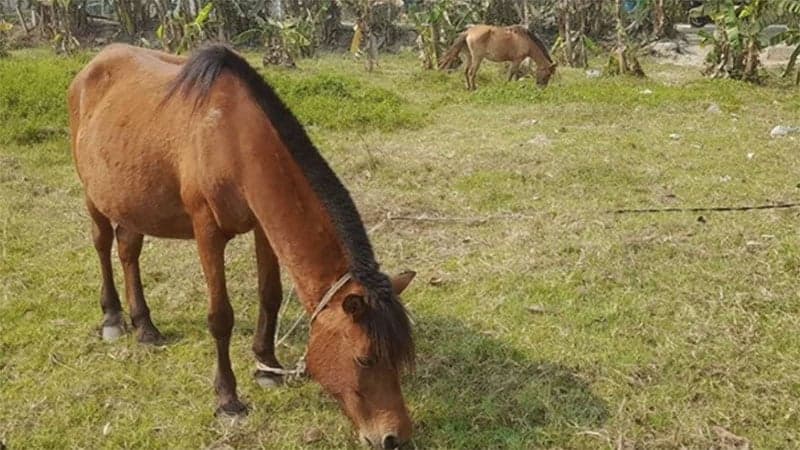 গাজীপুরে ঘোড়ার মাংস বিক্রি নিষিদ্ধ