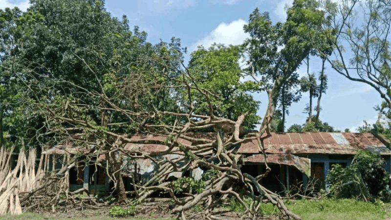 ৪ মাস ধরে শ্রেণিকক্ষের ওপর পড়ে আছে আস্ত গাছ, বন্ধ পাঠদান