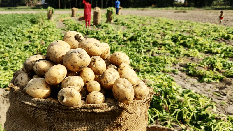 ১৮ টাকায় উৎপাদিত আলু বিক্রি করতে হচ্ছে ৯ টাকায়, লোকসানে কৃষকরা