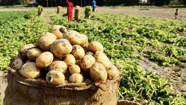 ১৮ টাকায় উৎপাদিত আলু বিক্রি করতে হচ্ছে ৯ টাকায়, লোকসানে কৃষকরা