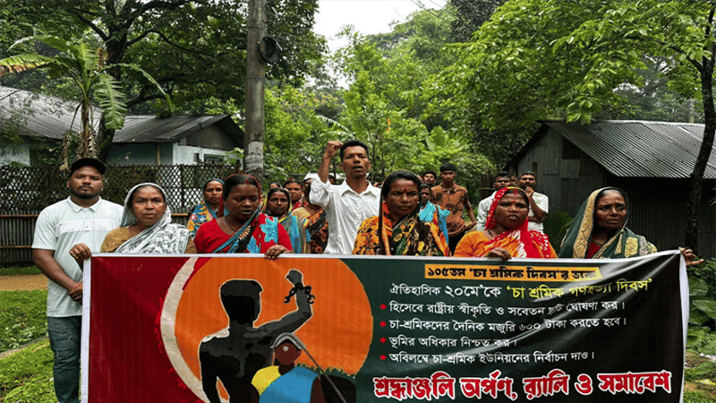'মুলুক চলো'র ১০৫ বছর: চা শ্রমিক দিবসের রাষ্ট্রীয় স্বীকৃতির দাবি