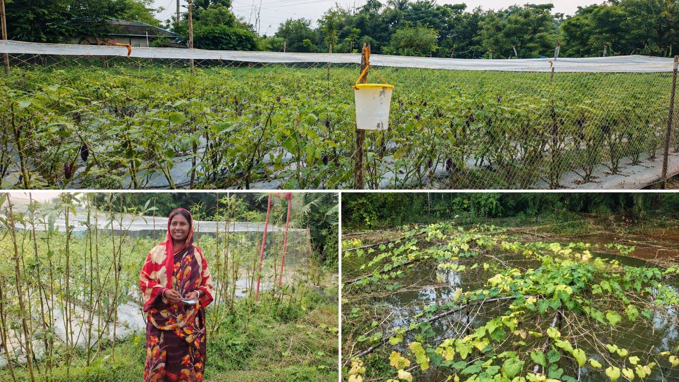 উপকূলীয় কৃষিতে রাসায়নিক সার ও কীটনাশকের ব্যবহার, অর্থনীতি ও পরিবেশে প্রভাব