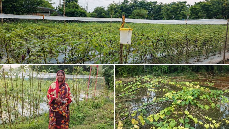উপকূলীয় কৃষিতে রাসায়নিক সার ও কীটনাশকের ব্যবহার, অর্থনীতি ও পরিবেশে প্রভাব