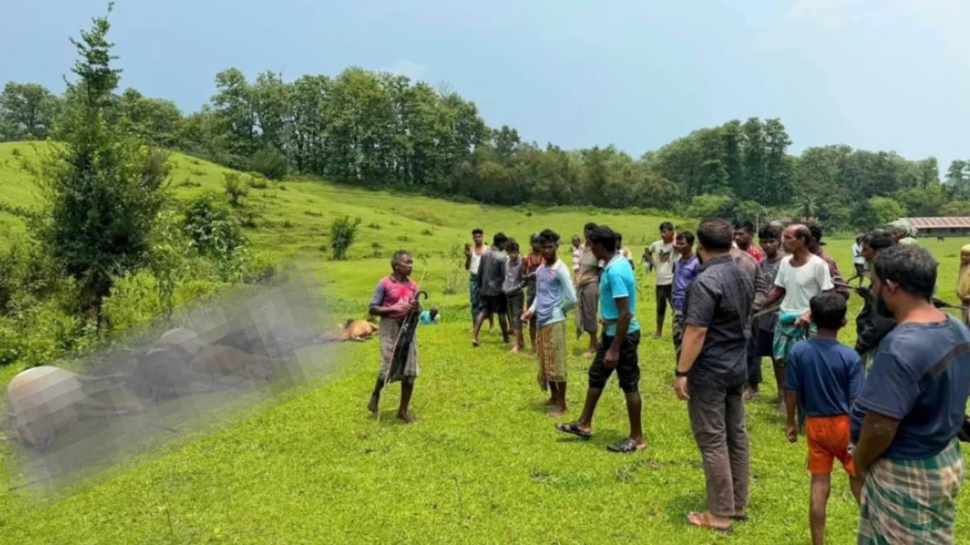 মৌলভীবাজারে বজ্রপাতে মারা গেল ১৩ গরু ও ১ মহিষ