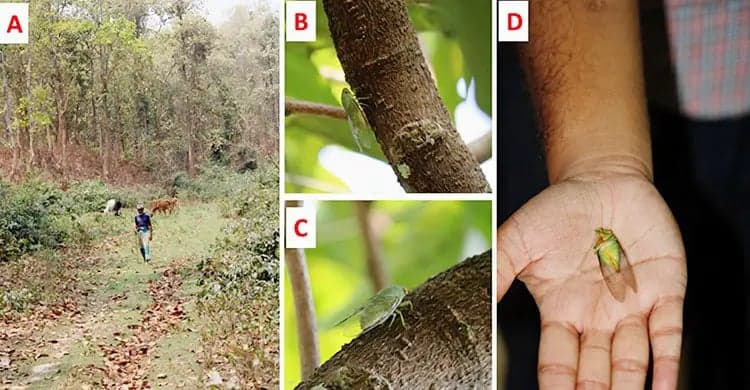 বাংলাদেশে নতুন প্রজাতির উচ্চিংড়ে শনাক্ত করলেন গবেষকেরা