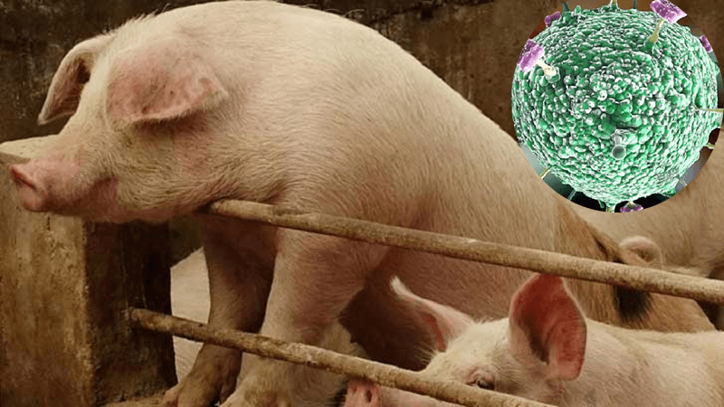 পৃথিবীতে প্রথম শূকরের মাধ্যমেই ছড়ায় নিপাহ ভাইরাস