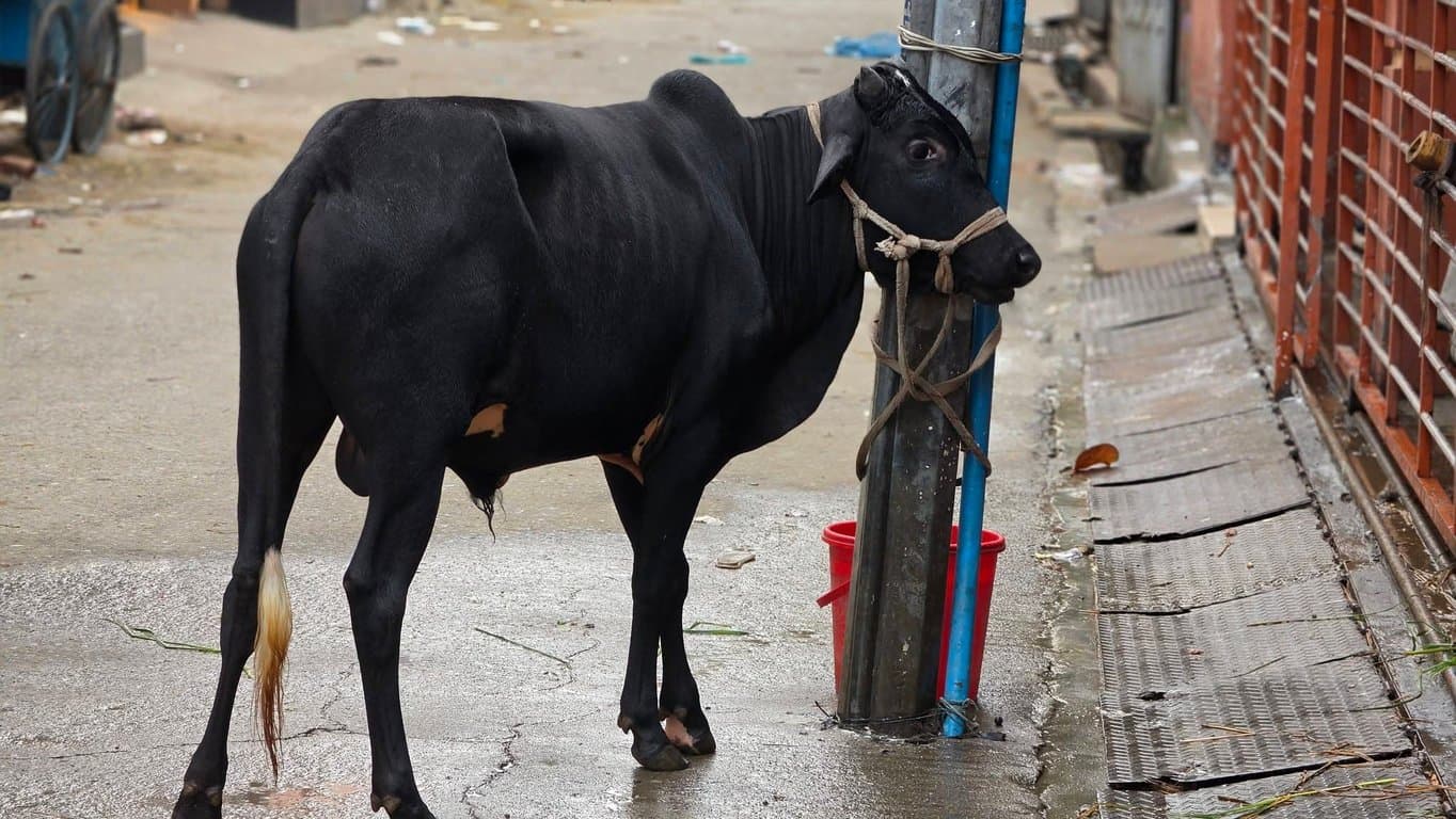 ঈদের দ্বিতীয় দিনেও চলছে পশু কোরবানি