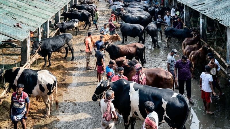 ঈদুল আজহায় ঢাকায় বসছে ২৬টি পশুর হাট