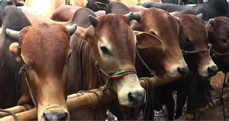 দেশে চাহিদার চেয়ে কোরবানির পশুর সংখ্যা বেশি