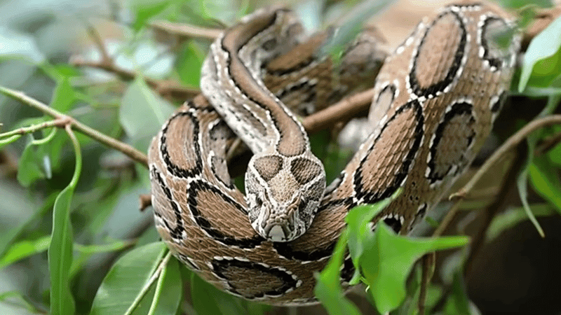 সাপে কাটলে আতঙ্ক নয়, জানুন করণীয়