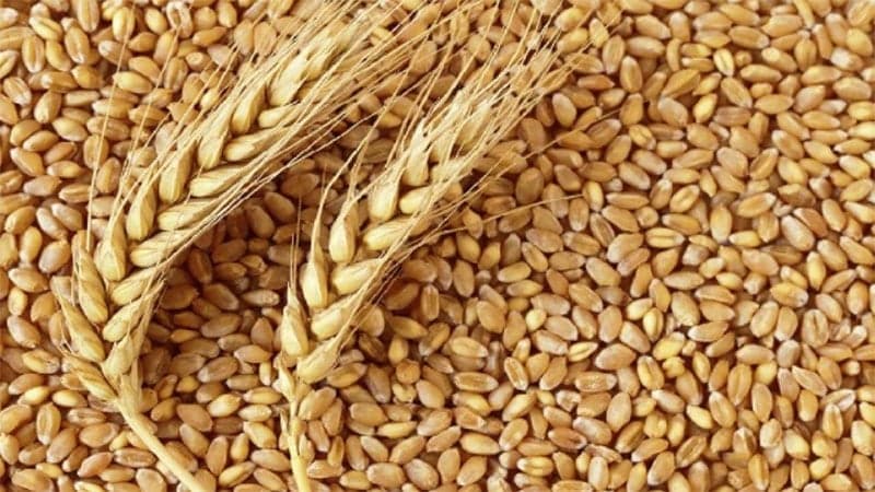 বাংলাদেশে গম রপ্তানিতে আগ্রহ দেখাল রাশিয়া