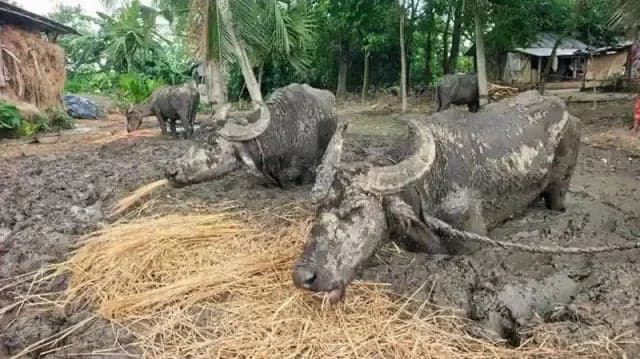 টানা ৩ মাস ২৪ ঘণ্টা কাদায় বাঁধা, মহিষগুলোর কষ্ট দেখে কষ্ট পেতেন গ্রামের লোকজনও