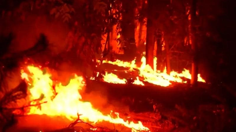 চিলিতে ভয়াবহ দাবানলে নিহত বেড়ে ৯৯ জনে