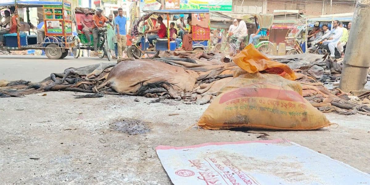 ব্রাহ্মণবাড়িয়ায় ক্রেতাসংকটে রাস্তায় চামড়া ফেলে গেছেন মৌসুমী ব্যবসায়ীরা