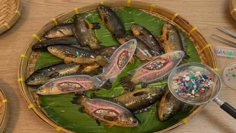 পাঁচ দেশি মাছেও মিলল মাইক্রোপ্লাস্টিক, গবেষণায় উদ্বেগ