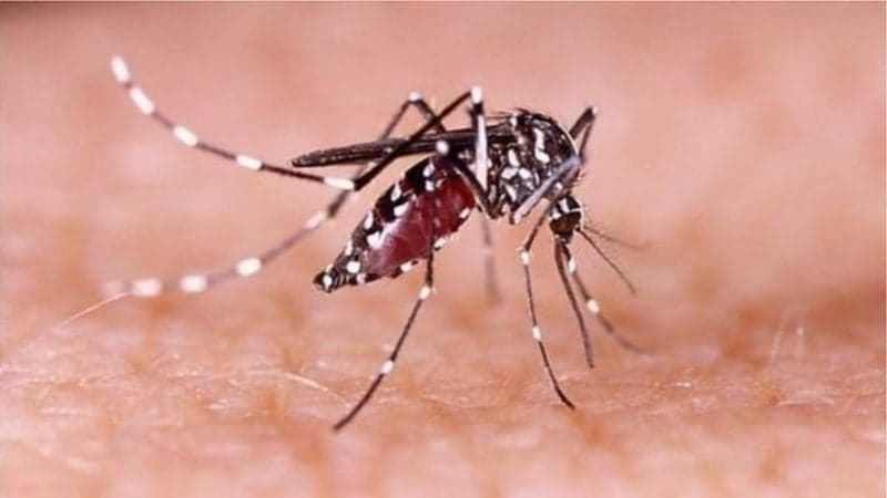 ডেঙ্গুতে বেশি আক্রান্ত হচ্ছেন তরুণরাই : স্বাস্থ্য অধিদপ্তর
