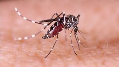 ডেঙ্গুতে ২৪ ঘণ্টায় ৩৫২ জন হাসপাতালে, একজনের মৃত্যু