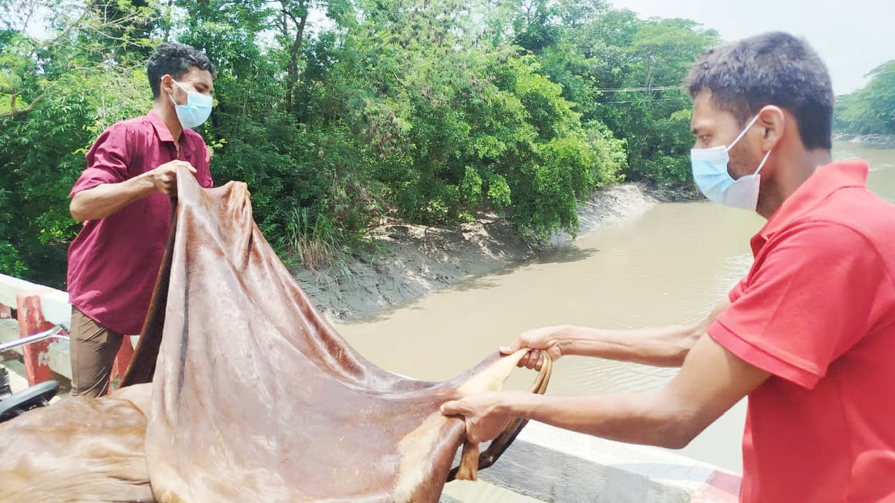 ফেনীতে বিক্রি না হওয়ায় নদীতে ফেলা হলো শতাধিক চামড়া