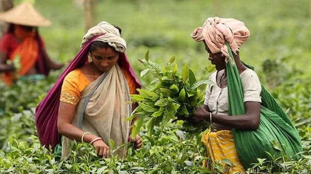 চা শ্রমিকদের শ্রমের মূল্য যথাসময়ে পরিশোধ করুন