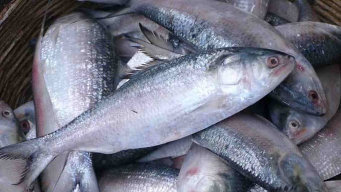 বাংলাদেশি প্রবাসীদের জন্য সৌদি আরব ও আমিরাতে ১১ হাজার টন ইলিশ রপ্তানি