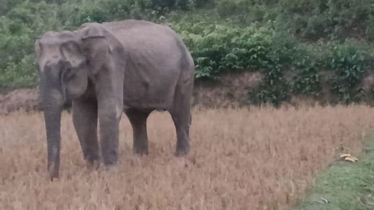 চকরিয়ায় অসুস্থ বন্য মা-হাতির মৃত্যু