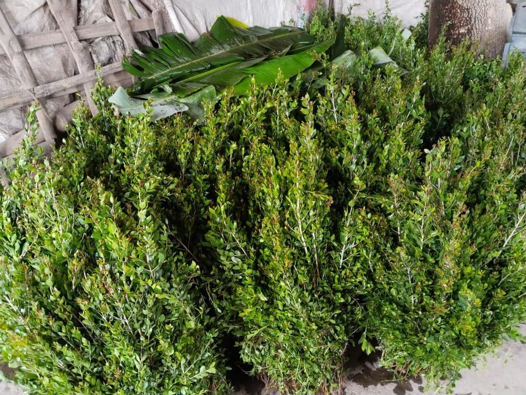ঈদকে সামনে রেখে কোটি টাকার মেহেদি পাতার ব্যবসা