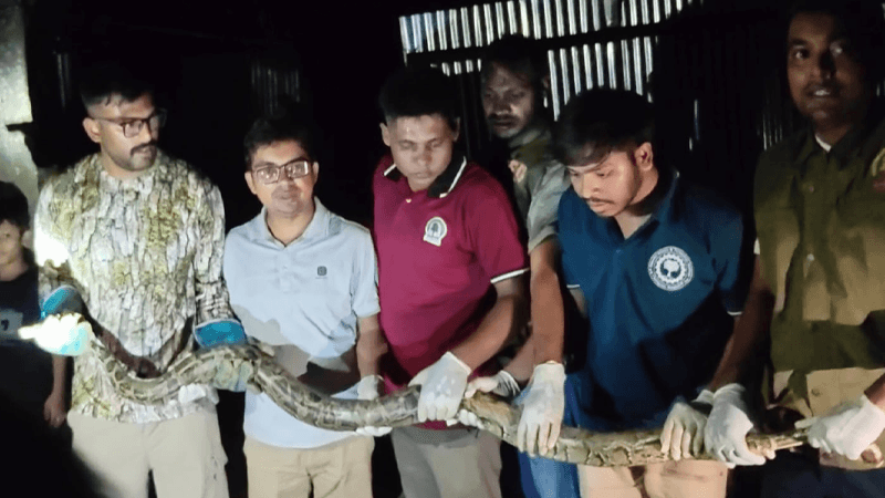 উখিয়ার বসতবাড়ি থেকে ১০ ফুট লম্বা বার্মিজ অজগর উদ্ধার