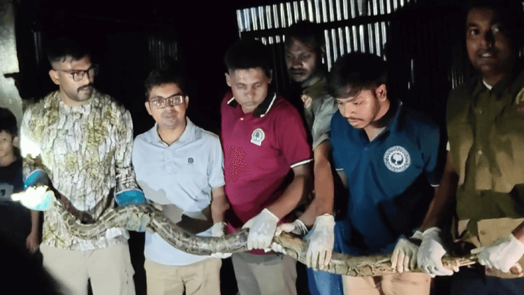 উখিয়ার বসতবাড়ি থেকে ১০ ফুট লম্বা বার্মিজ অজগর উদ্ধার