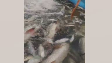 নওগাঁয় পুকুরে বিষ প্রয়োগে মাছ নিধন