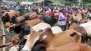 রাজধানীতে জমজমাট কোরবানির পশুর হাট, দামও কম