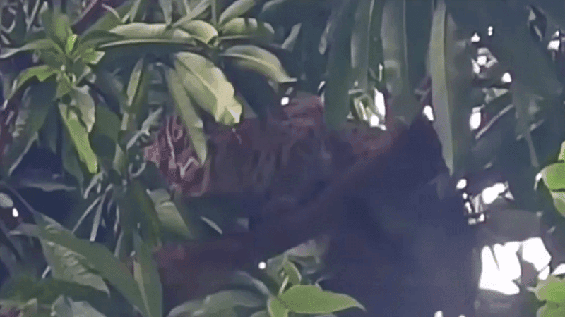 সুনামগঞ্জে বন কর্মকর্তার সামনেই পিটিয়ে হত্যা করা হলো মেছোবাঘ