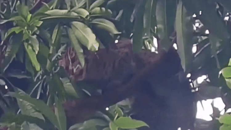 সুনামগঞ্জে বন কর্মকর্তার সামনেই পিটিয়ে হত্যা করা হলো মেছোবাঘ