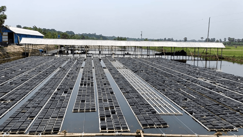 কপোতাক্ষের কাঁকড়া যাচ্ছে চীন, কোরিয়া, অস্ট্রেলিয়া, মালয়েশিয়ায়