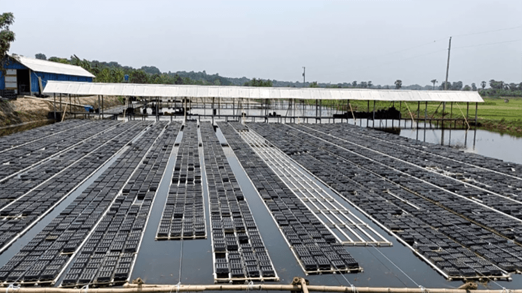 কপোতাক্ষের কাঁকড়া যাচ্ছে চীন, কোরিয়া, অস্ট্রেলিয়া, মালয়েশিয়ায়