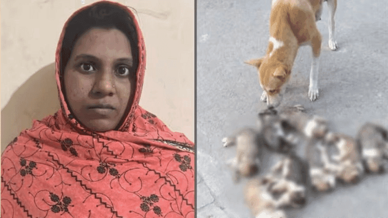 ঈশ্বরদীতে আট কুকুরছানা ডুবিয়ে হত্যার ঘটনায় নারী গ্রেপ্তার