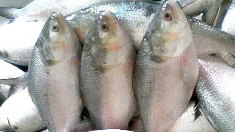 ইলিশের খুচরা মূল্য ৭০০ টাকা কেজি নির্ধারণে আইনি নোটিশ