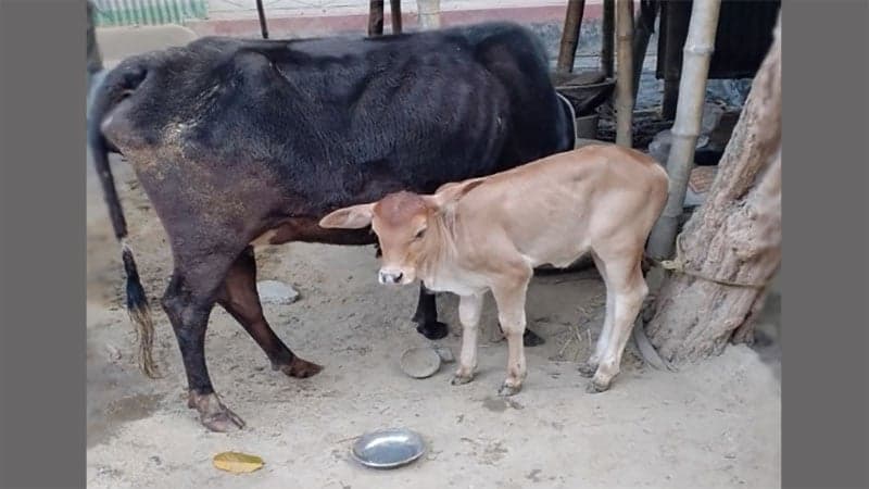 যশোরে এক কৃষকের ৪ গরু চুরি