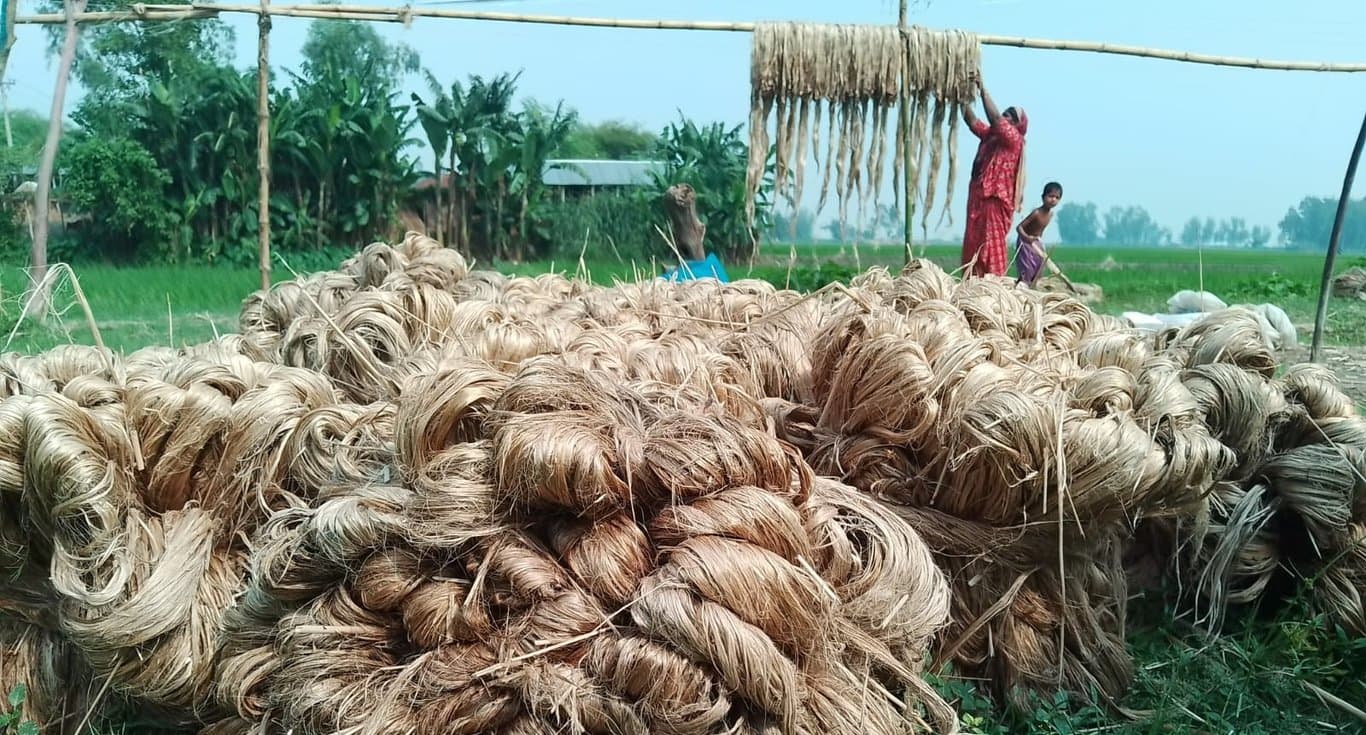 তদারকি ও প্রণোদনা সংকটে থাকা যমুনার চরে ৮০ কোটি টাকার পাট উৎপাদন