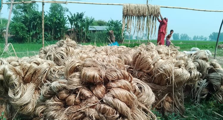 তদারকি ও প্রণোদনা সংকটে থাকা যমুনার চরে ৮০ কোটি টাকার পাট উৎপাদন